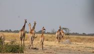 journey of giraffes in moremi 
