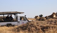 lion sighting in moremi 