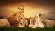 Lion Pride in Moremi