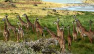 Giraffes in Ruaha