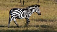 Zebra sighting in lake mburo