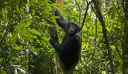 primate trekking in kibale