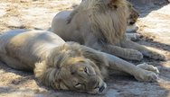 Sun basking in Chobe 