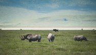 Rhino at Ngorongoro Crater