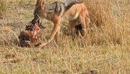 Jackal - moremi