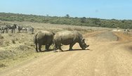 rhinos and zebras in nairobi 