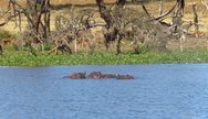 Lake Naivasha Boat  ride