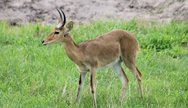 Antelope of the okavango delta