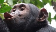 Chimps Tracking in Kibale