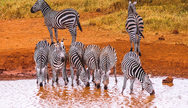 Lake Manyara Zebras