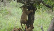 Lions in Akagera