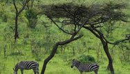 Zebras in Akagera