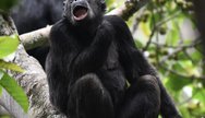 Chimpanzee in Nyungwe Forest