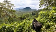 Alfa male gorilla in Volcanoes