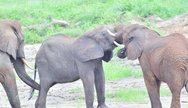 Big five safari to Tarangire