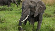 Big Old Tarangire Elephant
