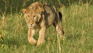 A lion at murchison falls N.P