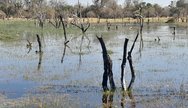 Okavango delta