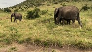 Elephants of the masai mara