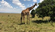 Masai giraffe of masai mara