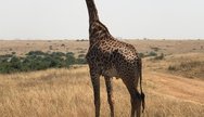 Common giraffe of Nairobi N.P 