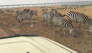 Zebra in Nairobi National Park