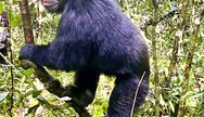 Chimpanzee in Kibale Foeest