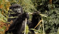 Gorillas in Volcanoes Park