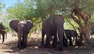 Chobe Game Drive