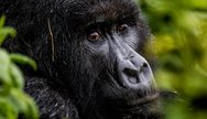 Mountain Gorillas In Volcanoes