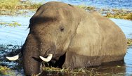 Elephant in Chobe River 