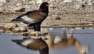 Bateleur Eagle in Etosha