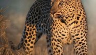 Leopard in Masai Mara