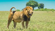 lion in masai mara 