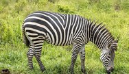 Mikumi National Park Safari