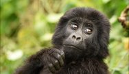 A gorilla in the Volcanoes