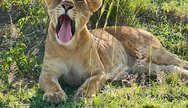 Lion cub in Akagera NP
