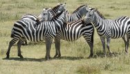 Masai Mara