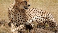 Masai Mara