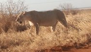 Tsavo East