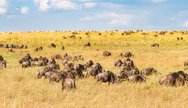 masai mara 2025
