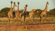 Giraffe & a lion in Etosha