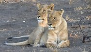 Lionesses in Etosha NP
