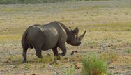 Black Rhino in Etosha 