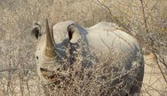 Black Rhino in Etosha