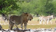 Lion in Etosha