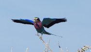 Lilac Breasted Roller,  Etosha