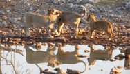 Lion Cubs in Etosha