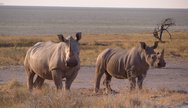White rhino in Etosha