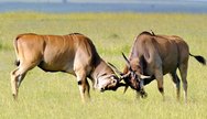 Ngorongoro Crater Safari